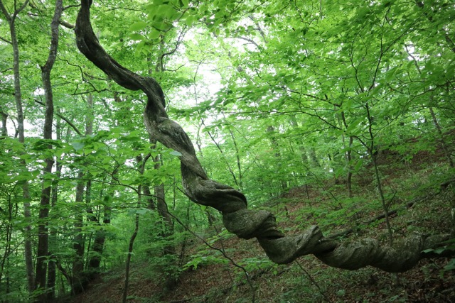 ツル植物写真